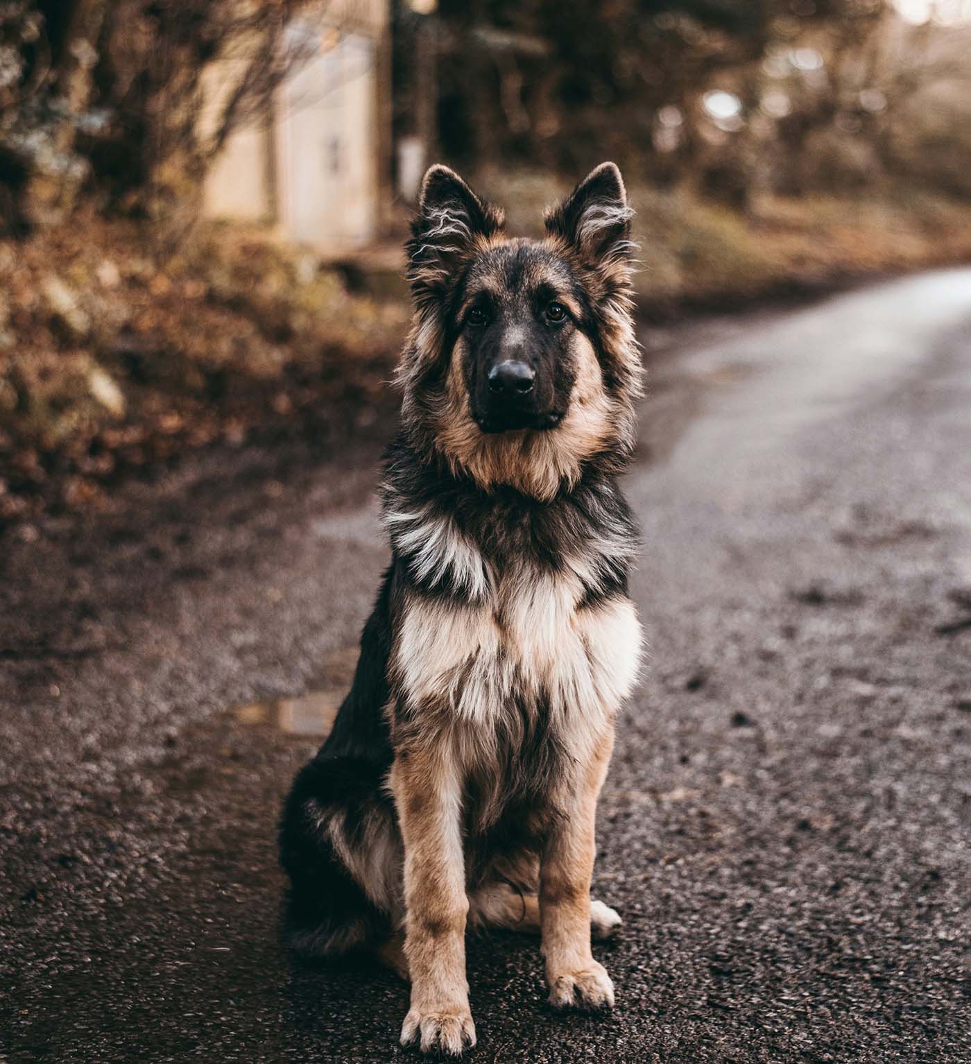 Dog Bite Lawyer