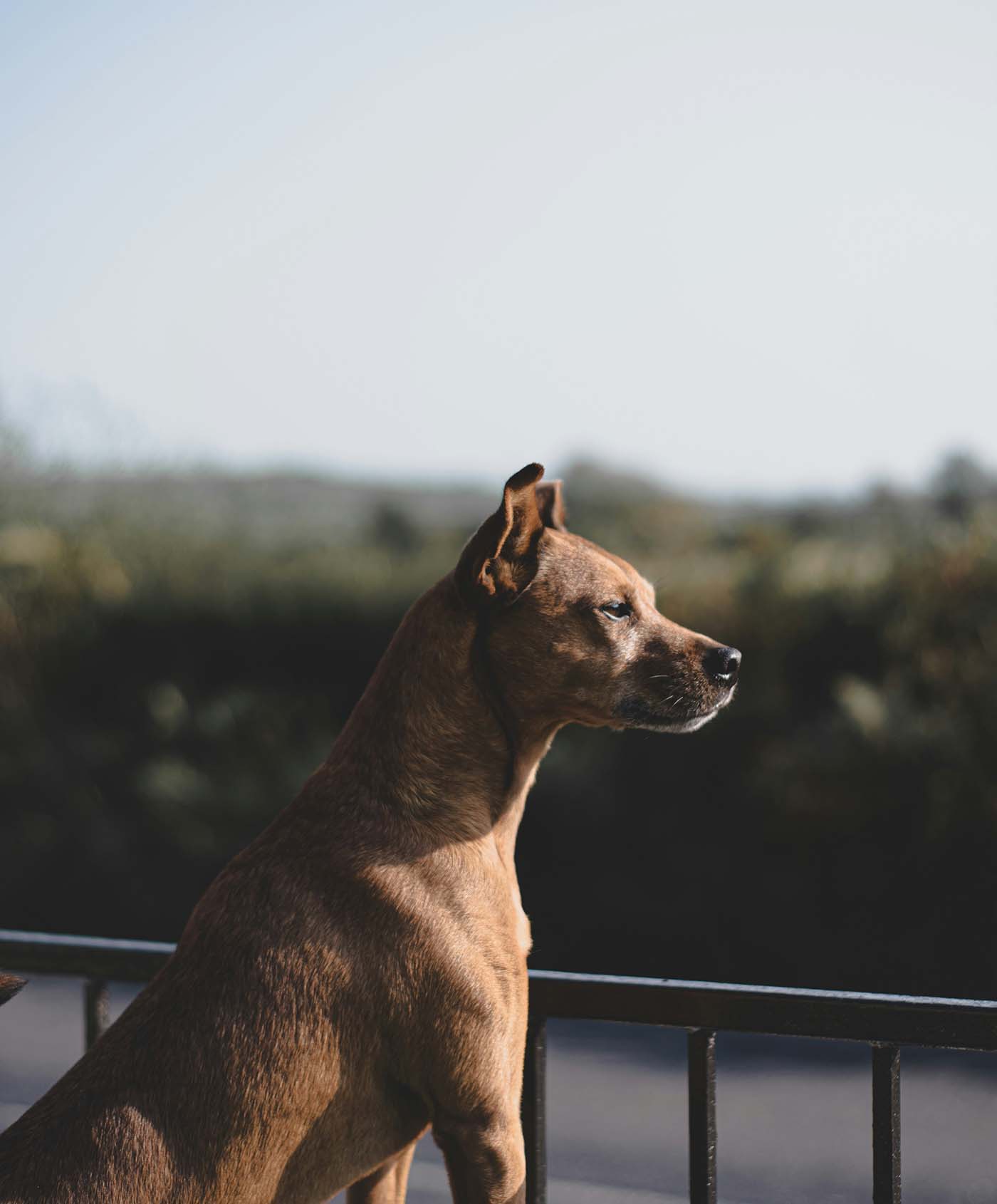 Washington Dog Bite Lawyer
