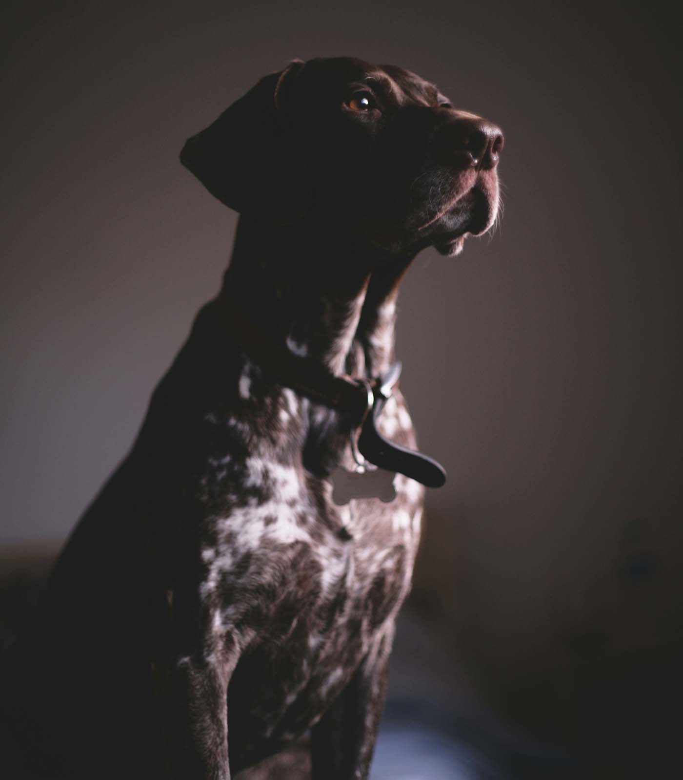 Dog representing a Washington dog bite liability claim.